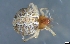  (Theridion sp - GGHNP-TH-P1-1)  @11 [ ] Creative Commons  Attribution Share-Alike (by-sa) (2019) Charles Haddad University of the Free State