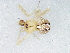  (Theridion proximum - Thpr_NMBA_18912_M)  @11 [ ] Creative Commons  Attribution Share-Alike (by-sa) (2024) Charles Haddad University of the Free State
