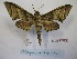  (Polyptychus ortomus - BC-MNHNJP0507)  @15 [ ] Copyright (2010) Unspecified Museum National d`Histoire Naturelle, Paris