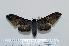  (Polyptychus guessfeldtii - BC-MNHNJP0029)  @13 [ ] Copyright (2010) Unspecified Museum National d`Histoire Naturelle, Paris