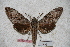  (Psilogramma makirae - BC-RBP-0630)  @14 [ ] Copyright (2010) Unspecified Research Collection of Ron Brechlin