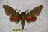  (Rhodoprasina callantha callsinica - BC-RBP-1306)  @15 [ ] Copyright (2010) Unspecified Research Collection of Ron Brechlin