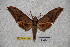  (Ambulyx sericeipennis palawanica - BC-RBP-1731)  @13 [ ] Copyright (2010) Unspecified Research Collection of Ron Brechlin