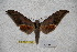  (Ambulyx sericeipennis luzoni - BC-RBP-1740)  @13 [ ] Copyright (2010) Unspecified Research Collection of Ron Brechlin