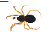  (Agyneta copleyorum sp. nov - BIOUG02782-A01)  @13 [ ] Copyright  G. Blagoev 2012 Unspecified