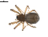  (Linyphantes aeronauticus - BIOUG02782-B02)  @13 [ ] Copyright  G. Blagoev 2012 Unspecified