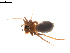  (Lepthyphantes sp. 12RB - BIOUG02782-E05)  @13 [ ] Copyright  G. Blagoev 2012 Unspecified