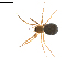 (Improphantes sp. 1GAB - BIOUG02782-F02)  @14 [ ] Copyright  G. Blagoev 2012 Unspecified