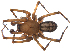  (Amaurobiidae - BIOUG01974-A10)  @16 [ ] Copyright  G. Blagoev 2012 Unspecified