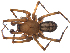  (Callobius pictus - BIOUG01974-A10)  @16 [ ] Copyright  G. Blagoev 2012 Unspecified