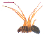  (Tenuiphantes zelatus - 10-SKBC-0393)  @13 [ ] CreativeCommons - Attribution (2010) Unspecified Centre for Biodiversity Genomics