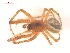  (Zygiella x-notata - 10-SKBC-0023)  @14 [ ] CreativeCommons - Attribution (2010) Unspecified Centre for Biodiversity Genomics