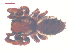  (Phanias albeolus - 10-SKBC-0315)  @13 [ ] CreativeCommons - Attribution (2010) Unspecified Centre for Biodiversity Genomics