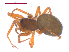  (Scotinotylus pr. sanctus - 10-SKBC-0427)  @11 [ ] CreativeCommons - Attribution (2010) Unspecified Centre for Biodiversity Genomics