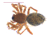 (Scotinotylus gracilis - 10-SKBC-0429)  @12 [ ] CreativeCommons - Attribution (2010) Unspecified Centre for Biodiversity Genomics