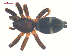  (Sergiolus columbianus - 10-SKBC-0628)  @13 [ ] CreativeCommons - Attribution (2010) Unspecified Centre for Biodiversity Genomics