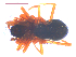  (Walckenaeria sp - 10-SKBC-0445)  @11 [ ] CreativeCommons - Attribution (2010) Unspecified Centre for Biodiversity Genomics