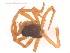  (Ceratinella sp - 10-SKBC-0085)  @12 [ ] CreativeCommons - Attribution (2010) Unspecified Centre for Biodiversity Genomics