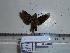  (Macroglossum avicula - BC-Mel 0805)  @12 [ ] Copyright (2010) Unspecified Research Collection of Tomas Melichar