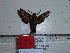 (Macroglossum prometheus paukstadtorum - BC-Mel 0826)  @12 [ ] Copyright (2010) Unspecified Research Collection of Tomas Melichar