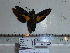  (Macroglossum lepidum - BC-Mel 0831)  @12 [ ] Copyright (2010) Unspecified Research Collection of Tomas Melichar
