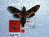  (Macroglossum corythus pseudocorythus - BC-Mel 0905)  @12 [ ] Copyright (2010) Unspecified Research Collection of Tomas Melichar