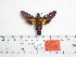  (Macroglossum semifasciata pseudonigellum - BC-Mel 0984)  @13 [ ] Copyright (2010) Unspecified Research Collection of Tomas Melichar