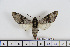  (Pantophaea jordani - BC-Mel1829)  @15 [ ] Copyright (2010) Tomas Melichar Research Collection of Tomas Melichar