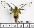  (Cephonodes melanogaster - BC-Mel1938)  @15 [ ] Copyright (2010) Tomas Melichar Research Collection of Tomas Melichar