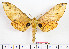  (Platysphinx dorsti - BC-Mel2155)  @15 [ ] Copyright (2010) Tomas Melichar Research Collection of Tomas Mleichar