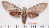  (Psilogramma lifuense - BC-Mel2203)  @15 [ ] Copyright (2010) Tomas Melichar Research Collection of Tomas Mleichar