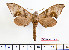  (Daphnusa fruhstorferi - BC-Mel2272)  @14 [ ] Copyright (2010) Tomas Melichar Research Collection of Tomas Mleichar