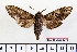  (Dolbina exacta exacta - BC-Mel2323)  @13 [ ] Copyright (2010) Tomas Melichar Research Collection of Tomas Mleichar