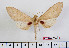  (Neoclanis basalis - BC-Mel2342)  @14 [ ] Copyright (2010) Tomas Melichar Research Collection of Tomas Mleichar