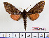  (Dovania poecila - BC-Mel2346)  @15 [ ] Copyright (2010) Tomas Melichar Research Collection of Tomas Mleichar