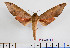  (Phylloxiphia formosa - BC-Mel2412)  @15 [ ] Copyright (2010) Tomas Melichar Research Collection of Tomas Mleichar