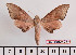  ( - BC-Mel2427)  @11 [ ] Copyright (2010) Tomas Melichar Research Collection of Tomas Mleichar