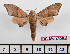  (Neopolyptychus centralis - BC-Mel2450)  @15 [ ] Copyright (2010) Tomas Melichar Research Collection of Tomas Mleichar