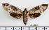  (Psilogramma discistriga hayati - BC-Mel2457)  @15 [ ] Copyright (2010) Tomas Melichar Research Collection of Tomas Mleichar