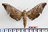  (Polyptychus chinensis draconoides - BC-Mel2465)  @11 [ ] Copyright (2010) Tomas Melichar Research Collection of Tomas Mleichar