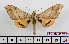  (Pseudoclanis bianchii - BC-Mel2479)  @13 [ ] Copyright (2010) Tomas Melichar Research Collection of Tomas Mleichar