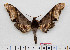  (Amplypterus panopus - BC-Mel2516)  @15 [ ] Copyright (2010) Tomas Melichar Research Collection of Tomas Mleichar