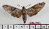  (Psilogramma - BC-Mel2539)  @15 [ ] Copyright (2010) Tomas Melichar Research Collection of Tomas Mleichar