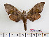  (Daphnusa haxairei - BC-Mel2543)  @13 [ ] Copyright (2010) Tomas Melichar Research Collection of Tomas Mleichar