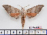  (Polyptychus andosa - BC-Mel2569)  @15 [ ] Copyright (2010) Tomas Melichar Research Collection of Tomas Mleichar