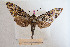  (Macropoliana kernbachi - BC-Mel3023)  @14 [ ] Copyright (2013) Tomas Melichar Research Collection of Sphingidae Museum - Czech republic