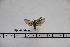  ( - BC-Mel3058)  @11 [ ] Copyright (2013) Tomas Melichar Research Collection of Sphingidae Museum - Czech republic