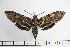  (Lintneria balsae - BC-Mel3109)  @14 [ ] Copyright (2014) Tomas Melichar Research Collection of Tomas Mleichar