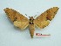  ( - BC-Mel3239)  @11 [ ] Copyright (2018) Sphingidae Museum-Czech republic Ekologicke centrum Orlov o.p.s.