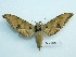  ( - BC-Mel3242)  @15 [ ] Copyright (2018) Sphingidae Museum-Czech republic Ekologicke centrum Orlov o.p.s.